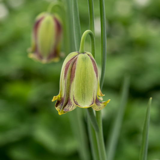 Fritillaria acmopetala