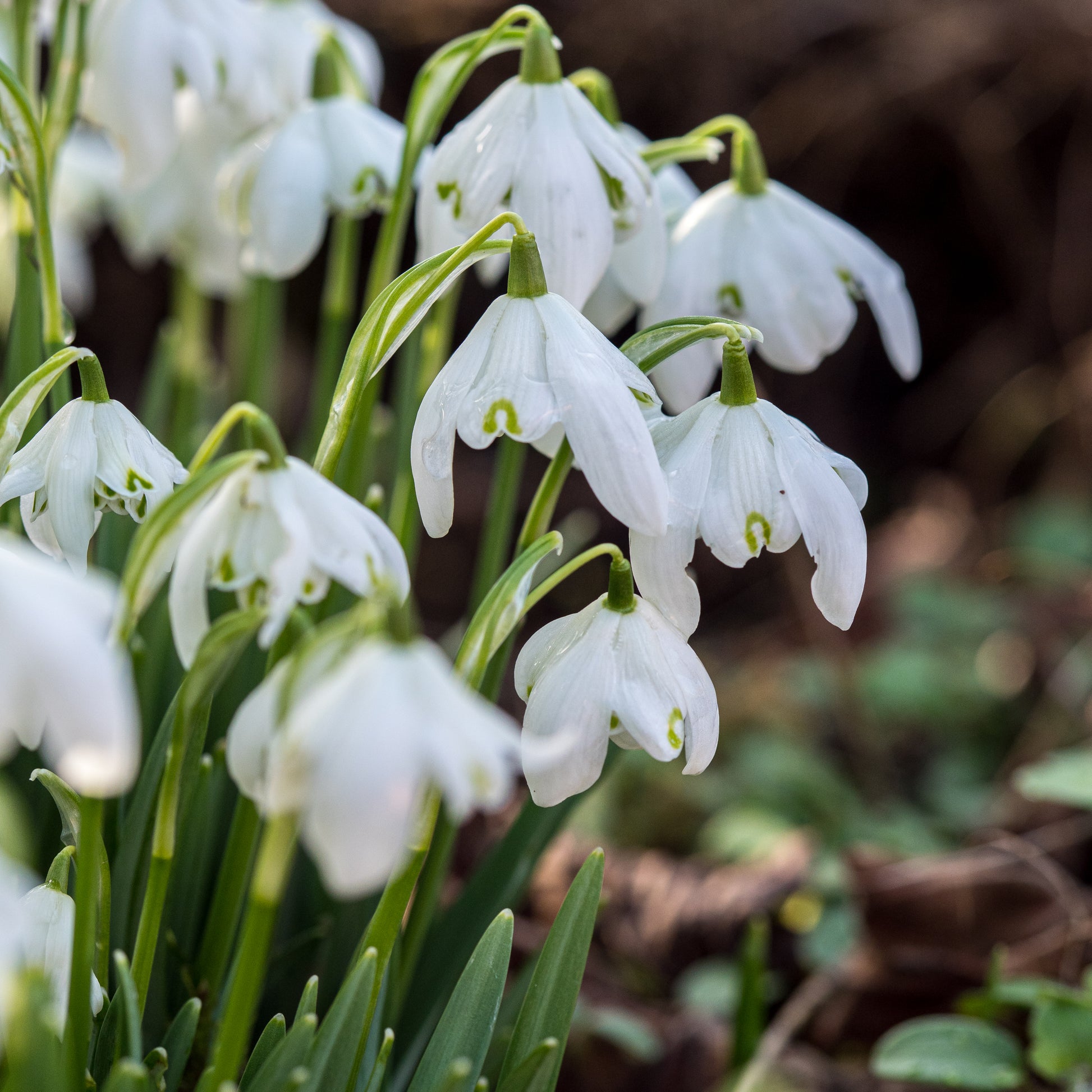 Galanthus nivalis f. pleniflorus 'Flore Pleno' - Hardy's Cottage Garden Plants