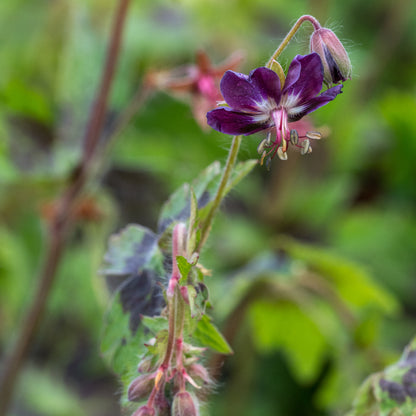 Geranium phaeum var. phaeum 'Samobor' - Hardy's Cottage Garden Plants