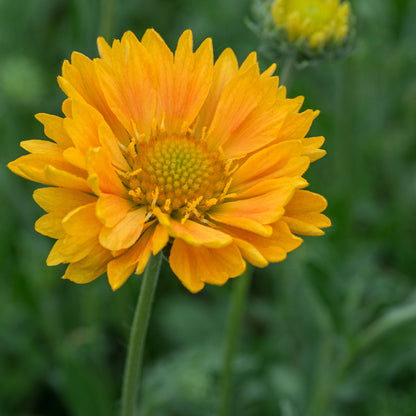 Gaillardia Apricot Honey - Hardy's Cottage Garden Plants