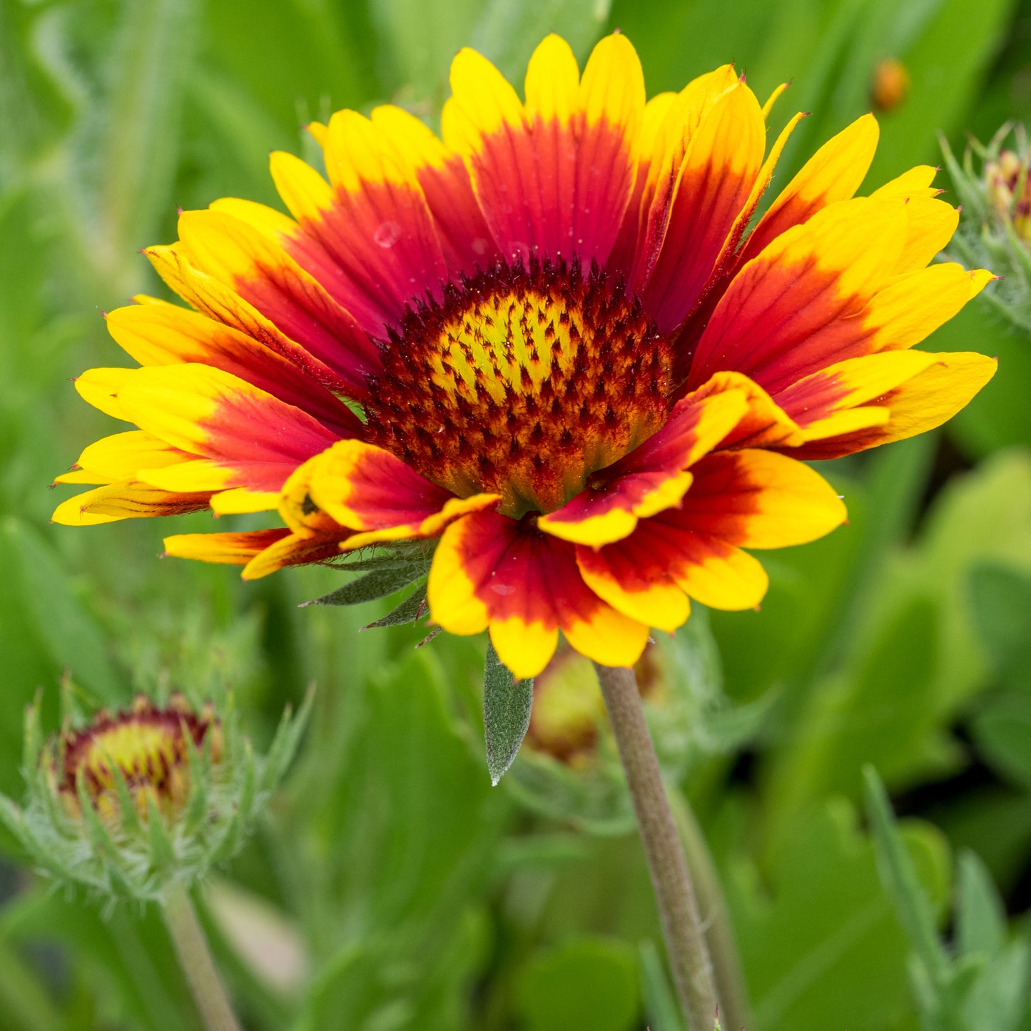 Gaillardia × grandiflora 'Kobold'
