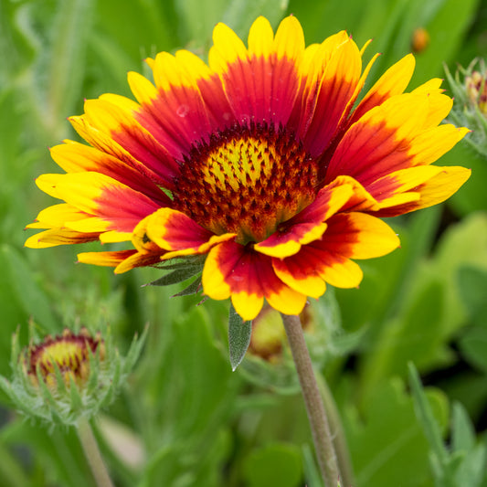 Gaillardia × grandiflora 'Kobold'