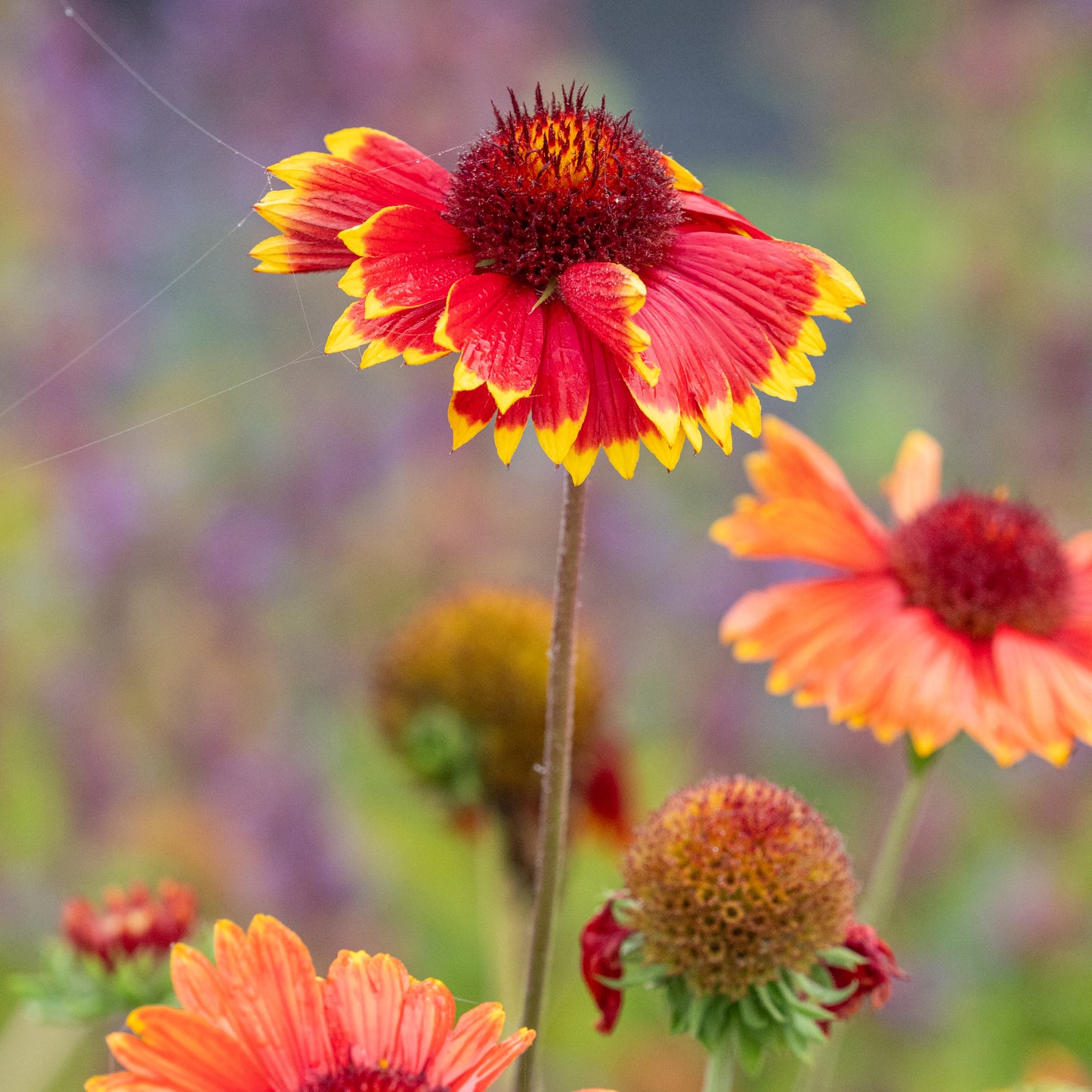 Gaillardia × grandiflora 'Dazzler'
