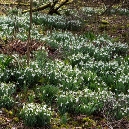 Galanthus nivalis - Hardy's Cottage Garden Plants