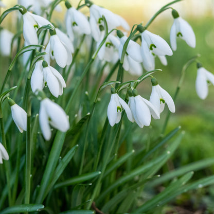 Galanthus nivalis - Hardy's Cottage Garden Plants