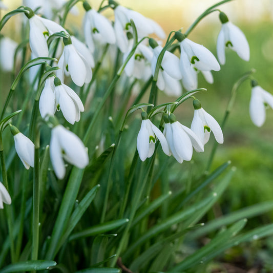 Galanthus nivalis
