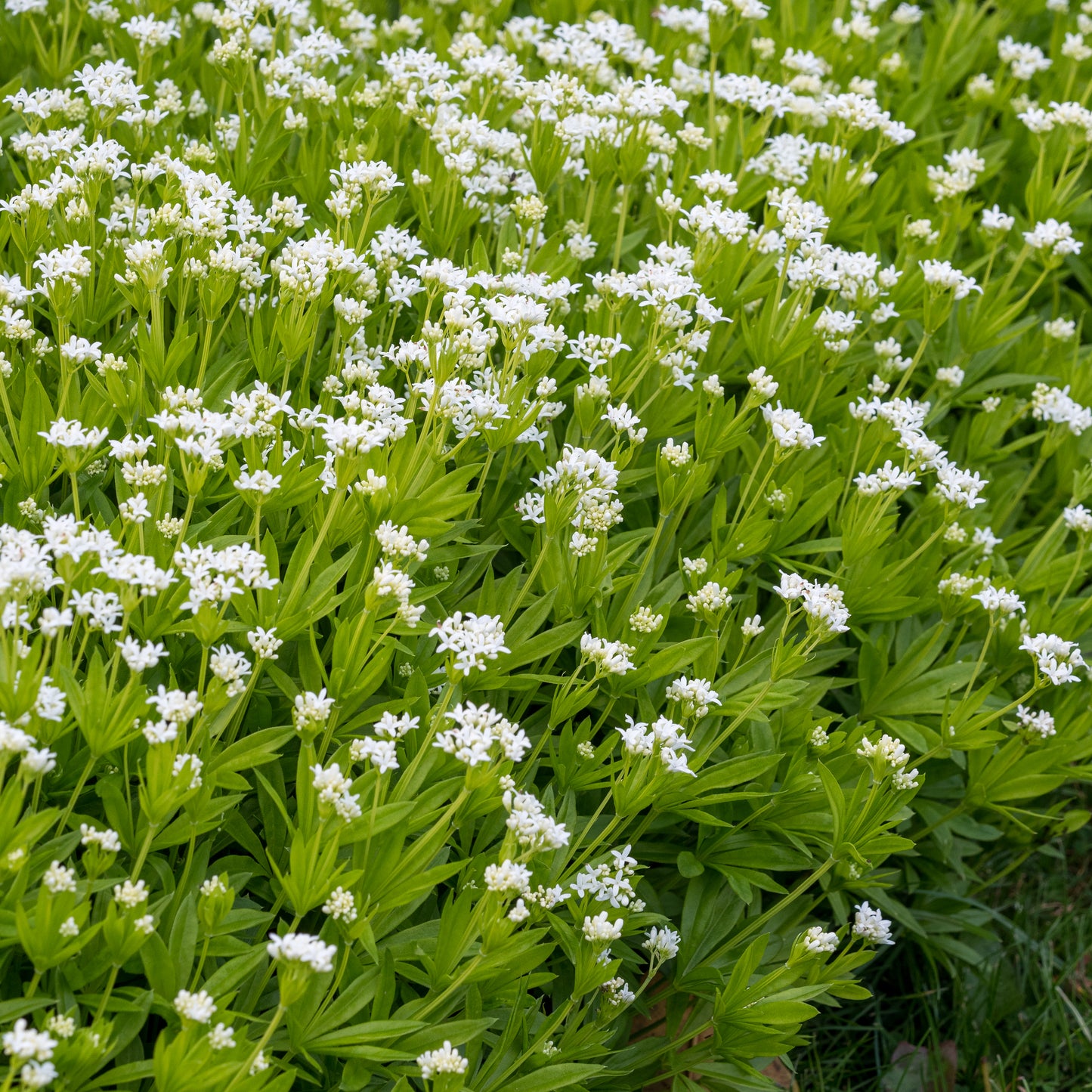 Galium odoratum - Hardy's Cottage Garden Plants