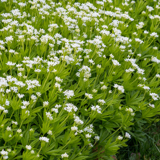 Galium odoratum