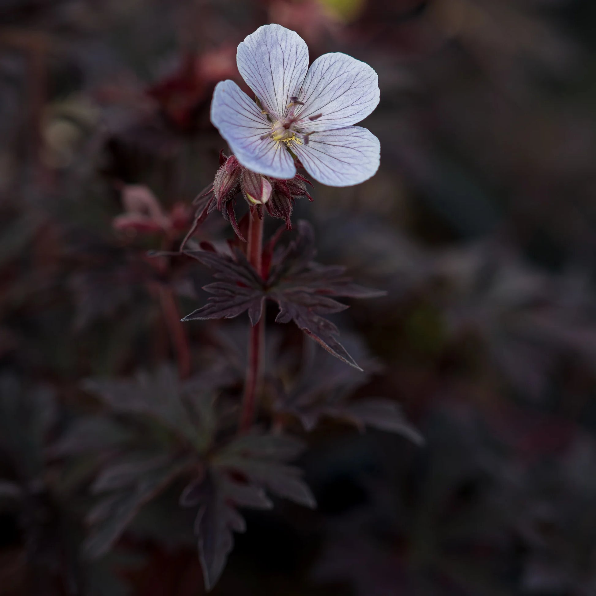 Geranium pratense 'Black 'n' White' — white flowers with deep lilac veining and deeply divided foliage