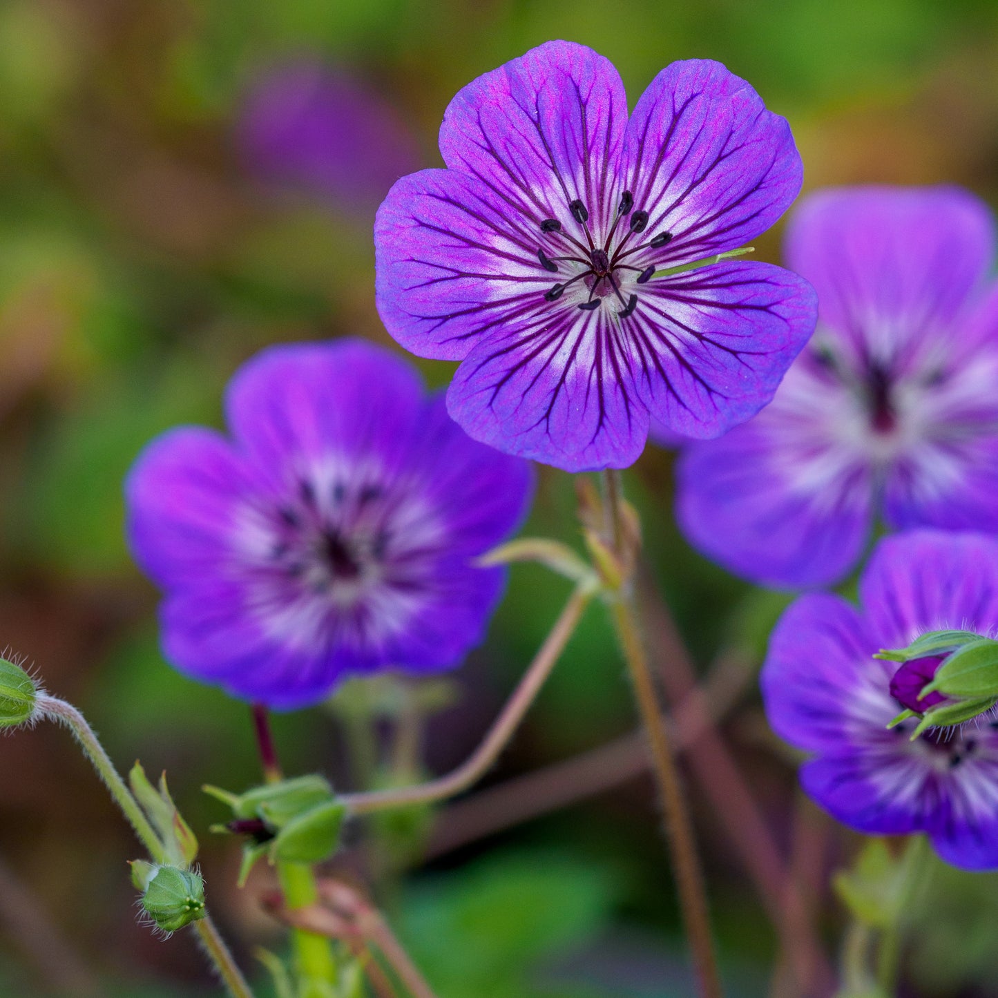 Geranium 'Mary-Anne'