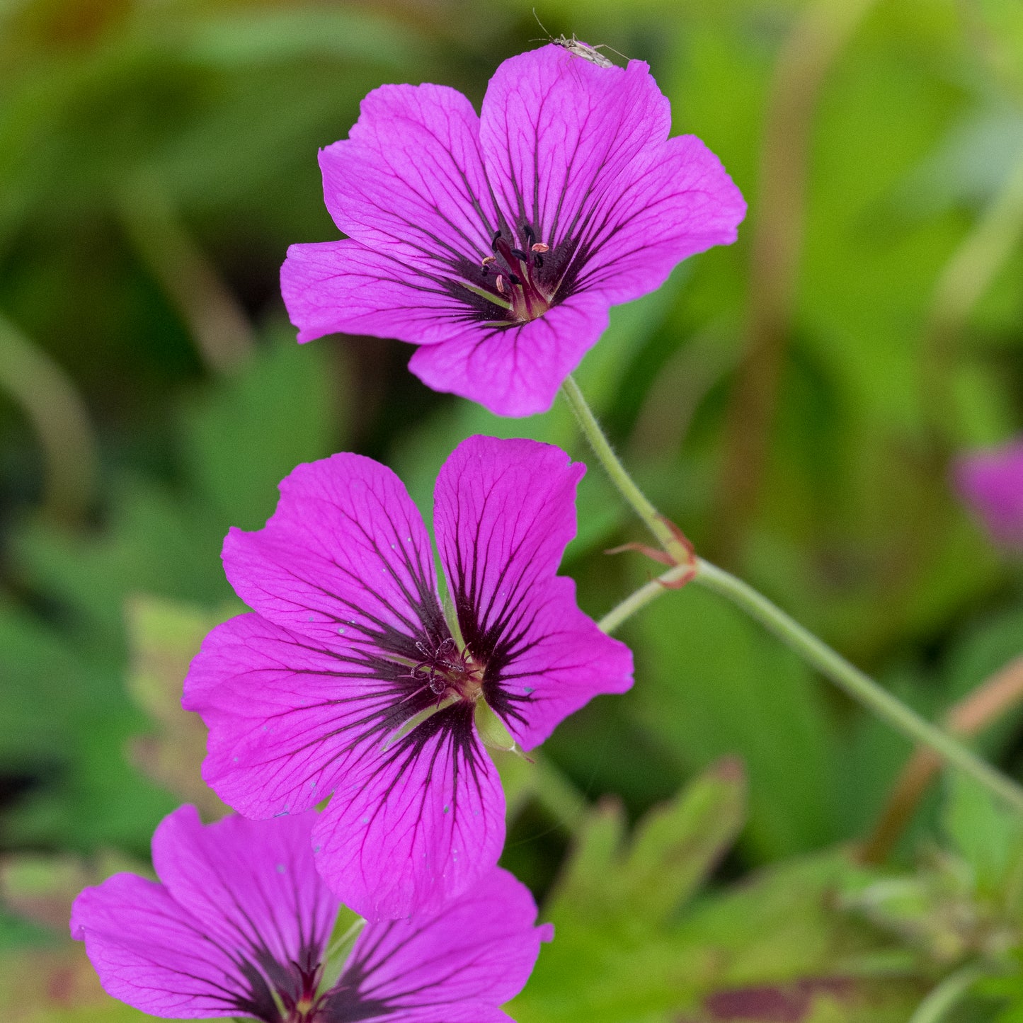 Geranium Patricia ('Brempat') - Hardy's Cottage Garden Plants