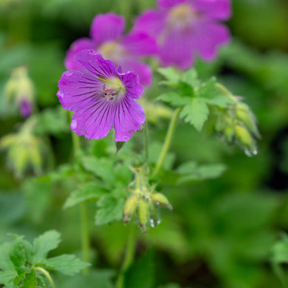 Geranium 'Sirak' - Hardy's Cottage Garden Plants