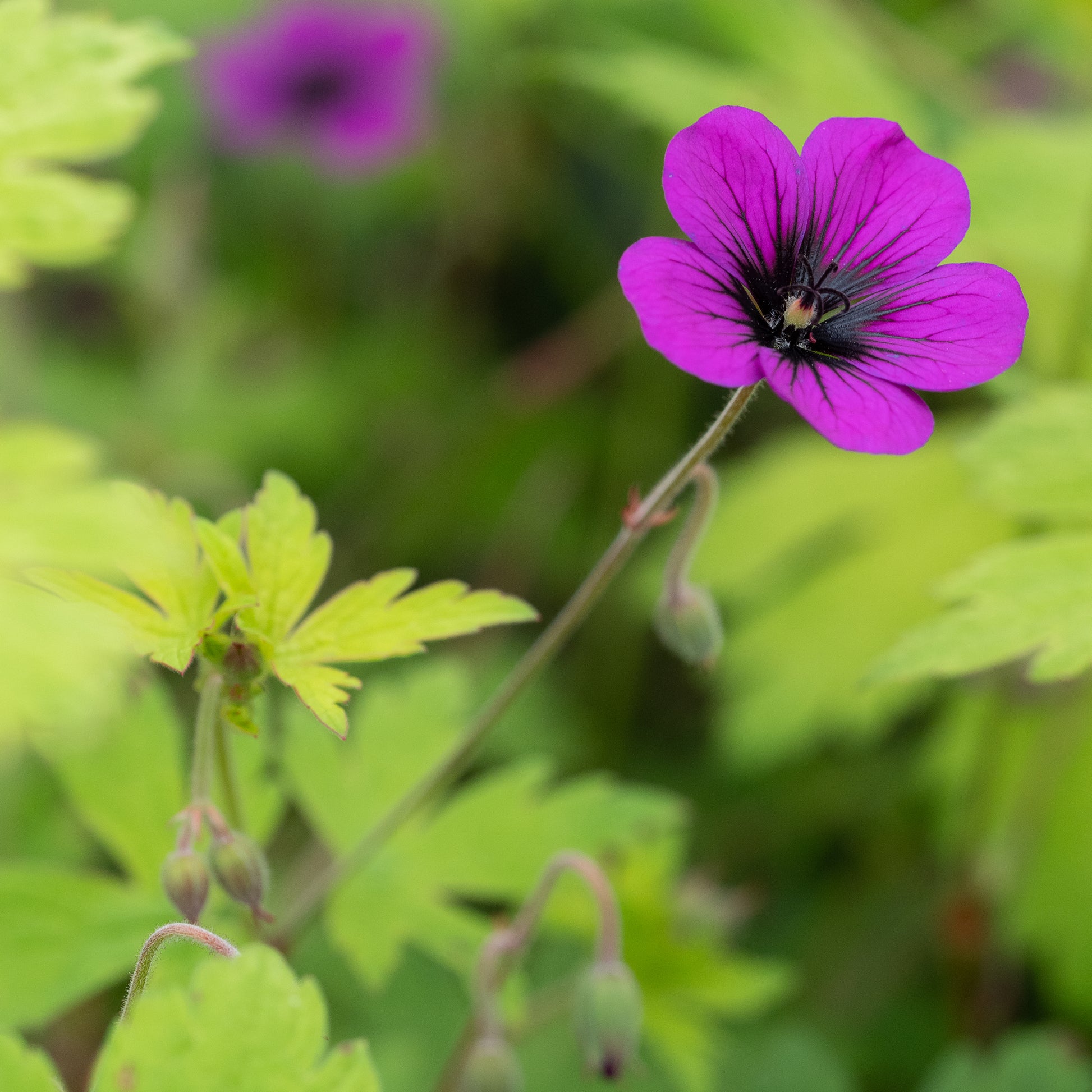 Geranium 'Ann Folkard' - Hardy's Cottage Garden Plants