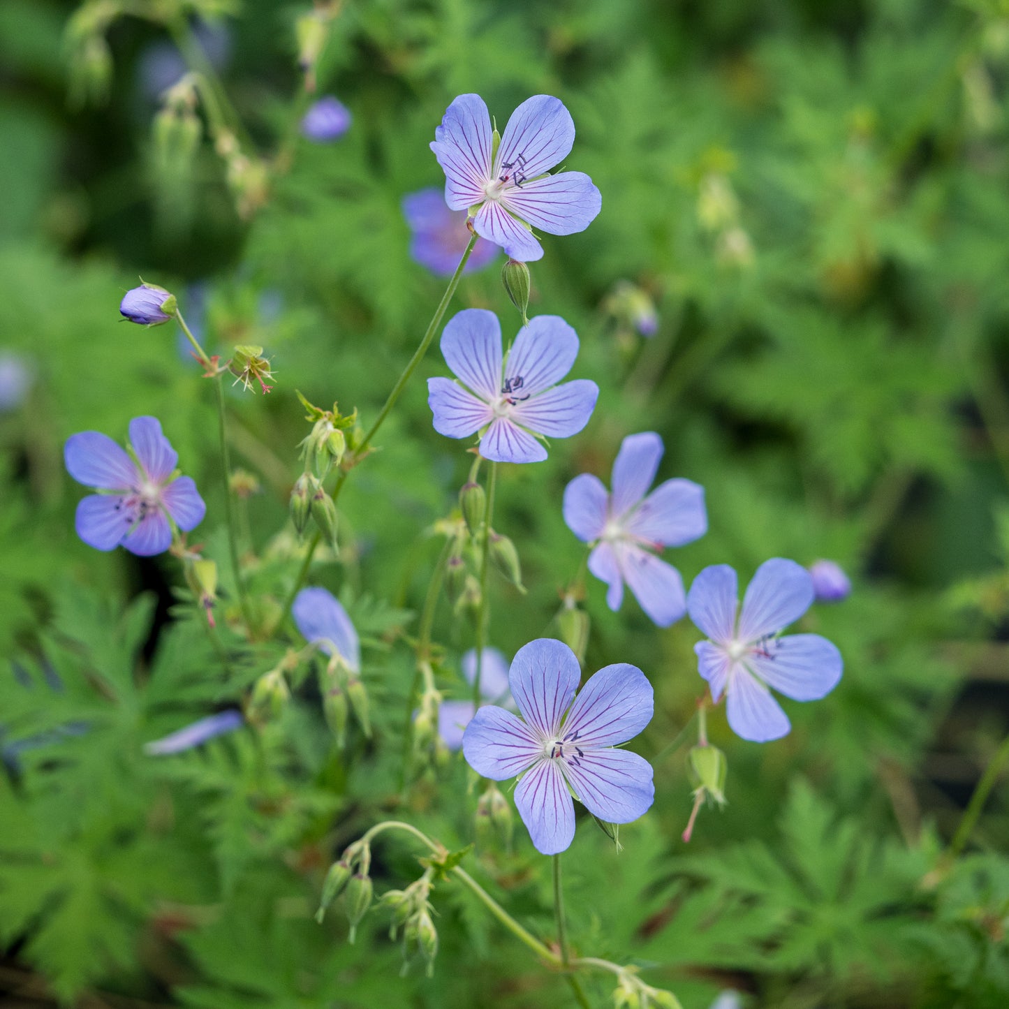 Geranium 'Blue Cloud'