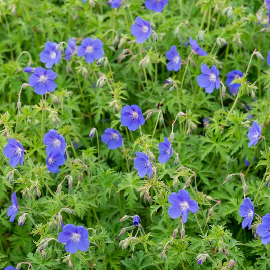Geranium 'Brookside'
