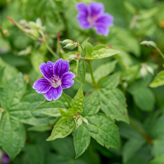 Geranium 'Clos de Coudray' - Hardy's Cottage Garden Plants