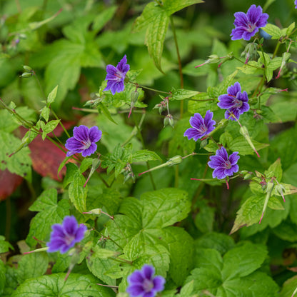 Geranium 'Clos de Coudray' - Hardy's Cottage Garden Plants