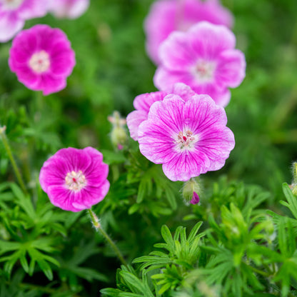 Geranium 'Elke' - Hardy's Cottage Garden Plants