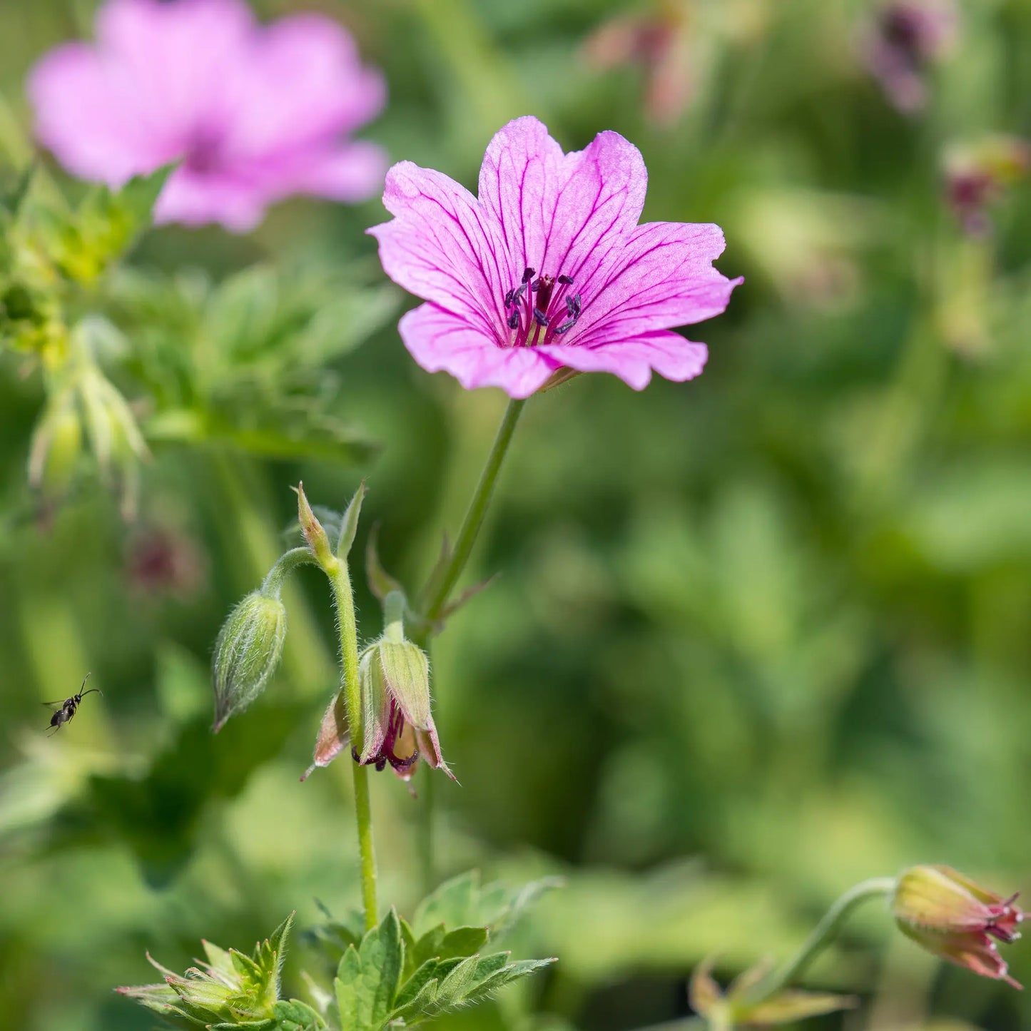 Geranium 'Elworthy Eyecatcher' — close-up of a single bright pink flower with deep magenta veining and dark stamens, with buds and soft green foliage in the background