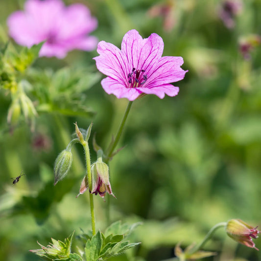 Geranium 'Elworthy Eyecatcher' — close-up of a single bright pink flower with deep magenta veining and dark stamens, with buds and soft green foliage in the background
