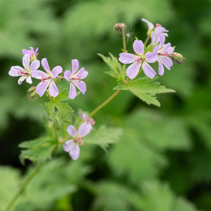 Geranium 'Prelude' - Hardy's Cottage Garden Plants