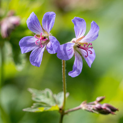 Geranium 'Prelude' - Hardy's Cottage Garden Plants