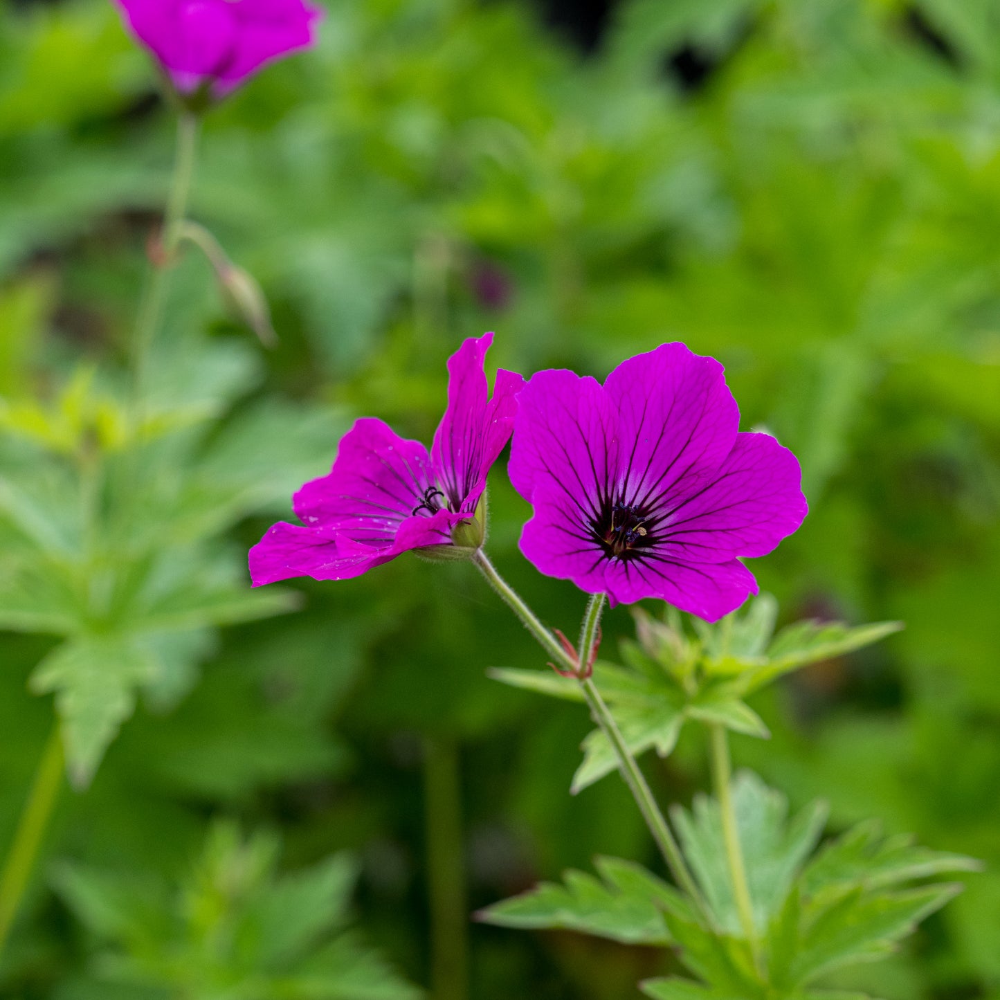 Geranium 'Red Admiral' - Hardy's Cottage Garden Plants