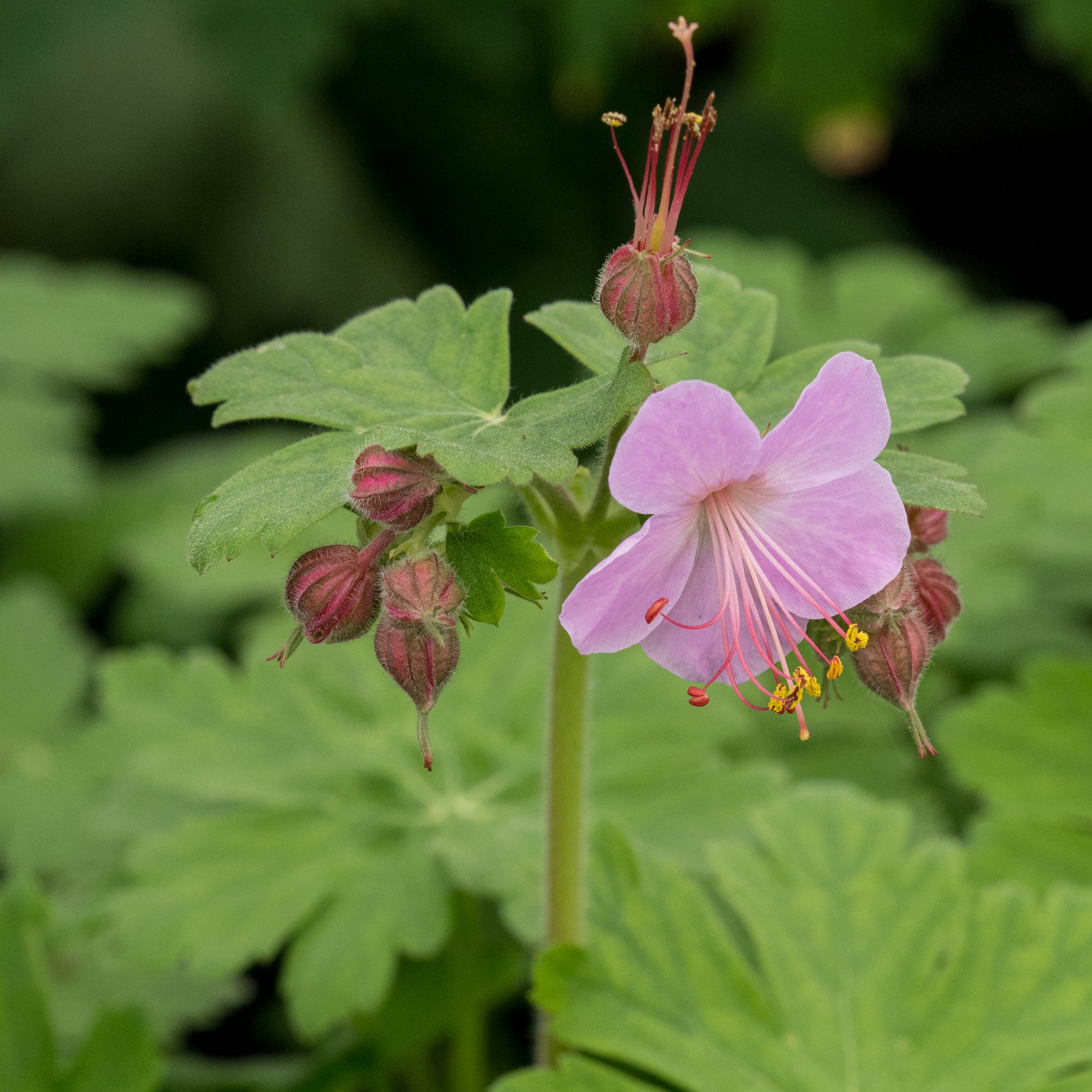 Geranium macrorrhizum 'Ingwersen's Variety' - Hardy's Cottage Garden Plants