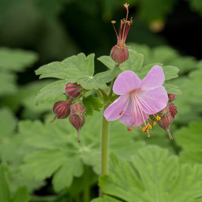 Geranium macrorrhizum 'Ingwersen's Variety' - Hardy's Cottage Garden Plants