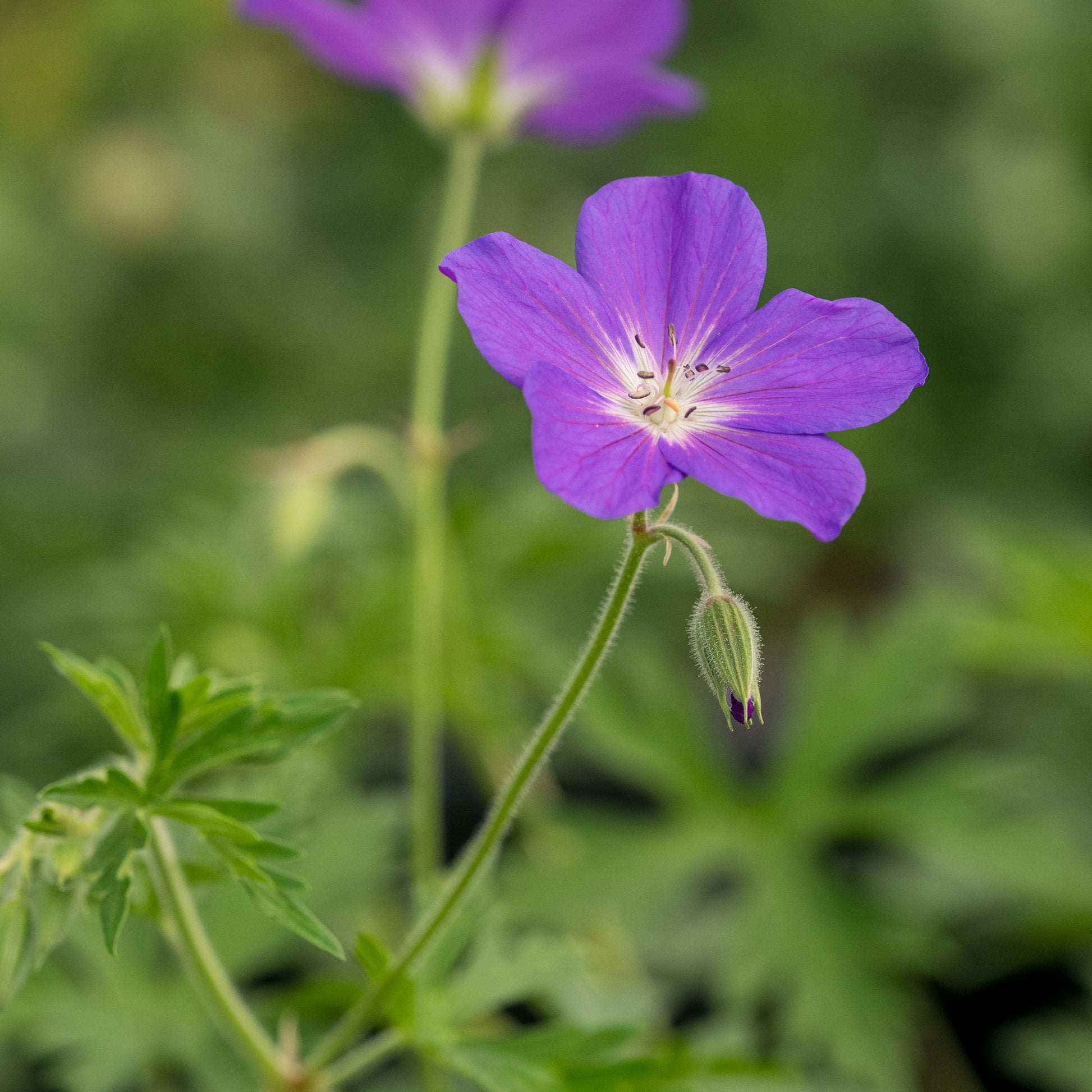 Geranium clarkei (Purple-flowered Group) 'Kashmir Purple' - Hardy's Cottage Garden Plants