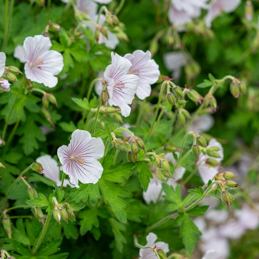 Geranium himalayense 'Derrick Cook'