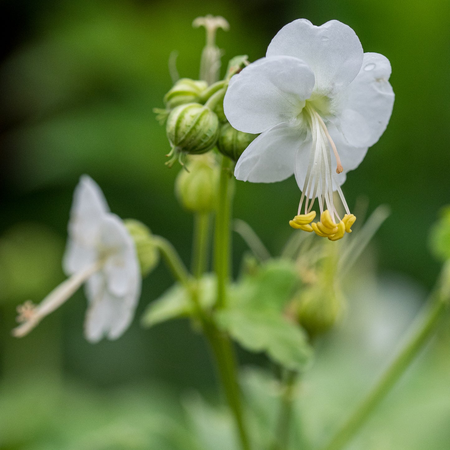 Geranium macrorrhizum 'White-Ness'