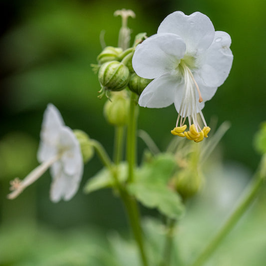 Geranium macrorrhizum 'White-Ness'
