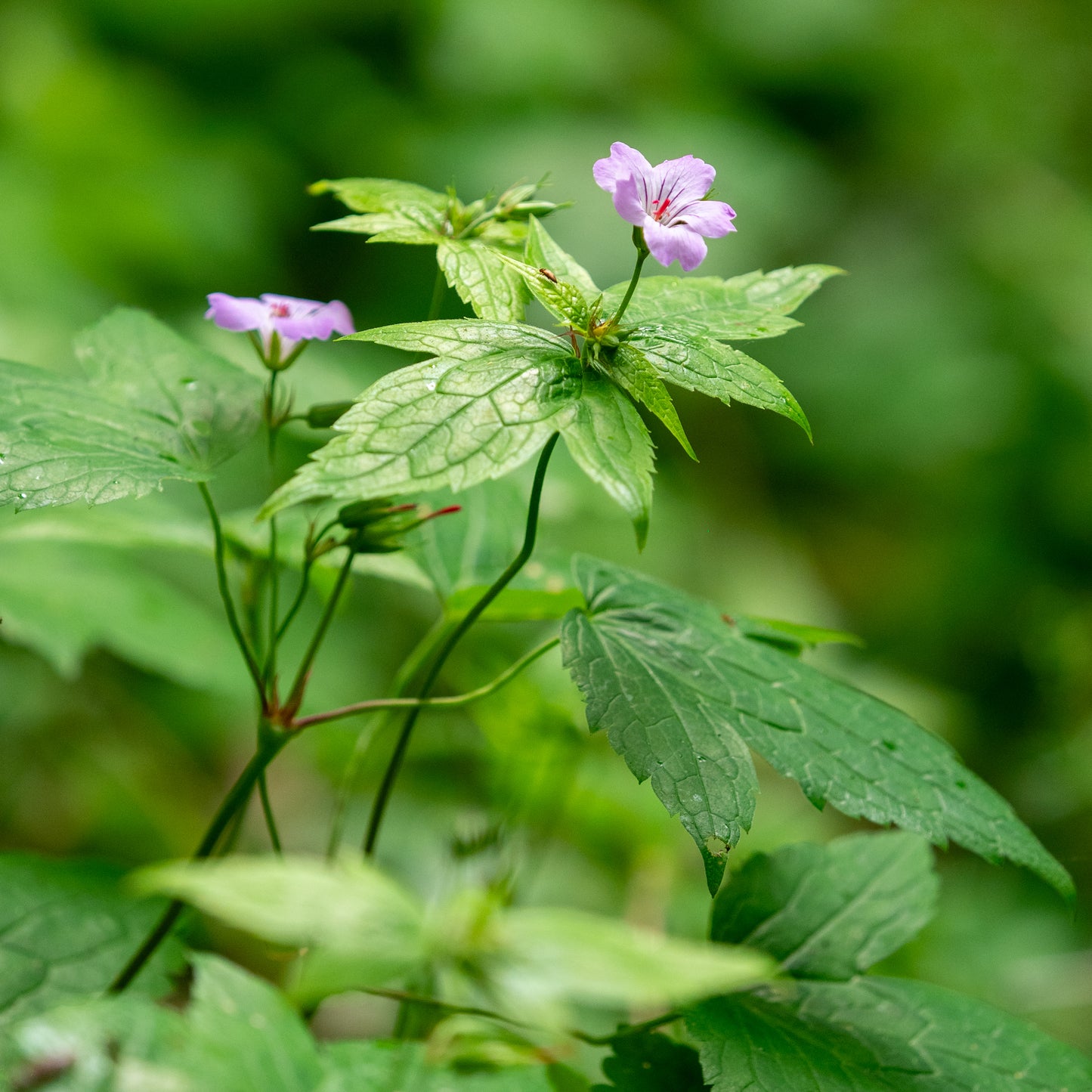 Geranium nodosum