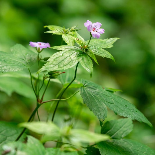 Geranium nodosum