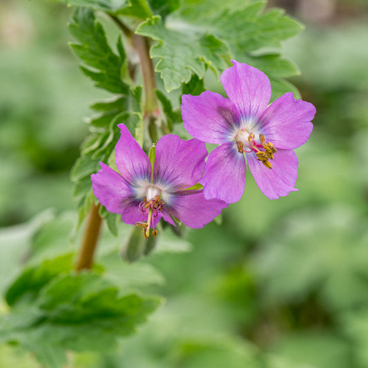 Geranium phaeum 'Alec's Pink'