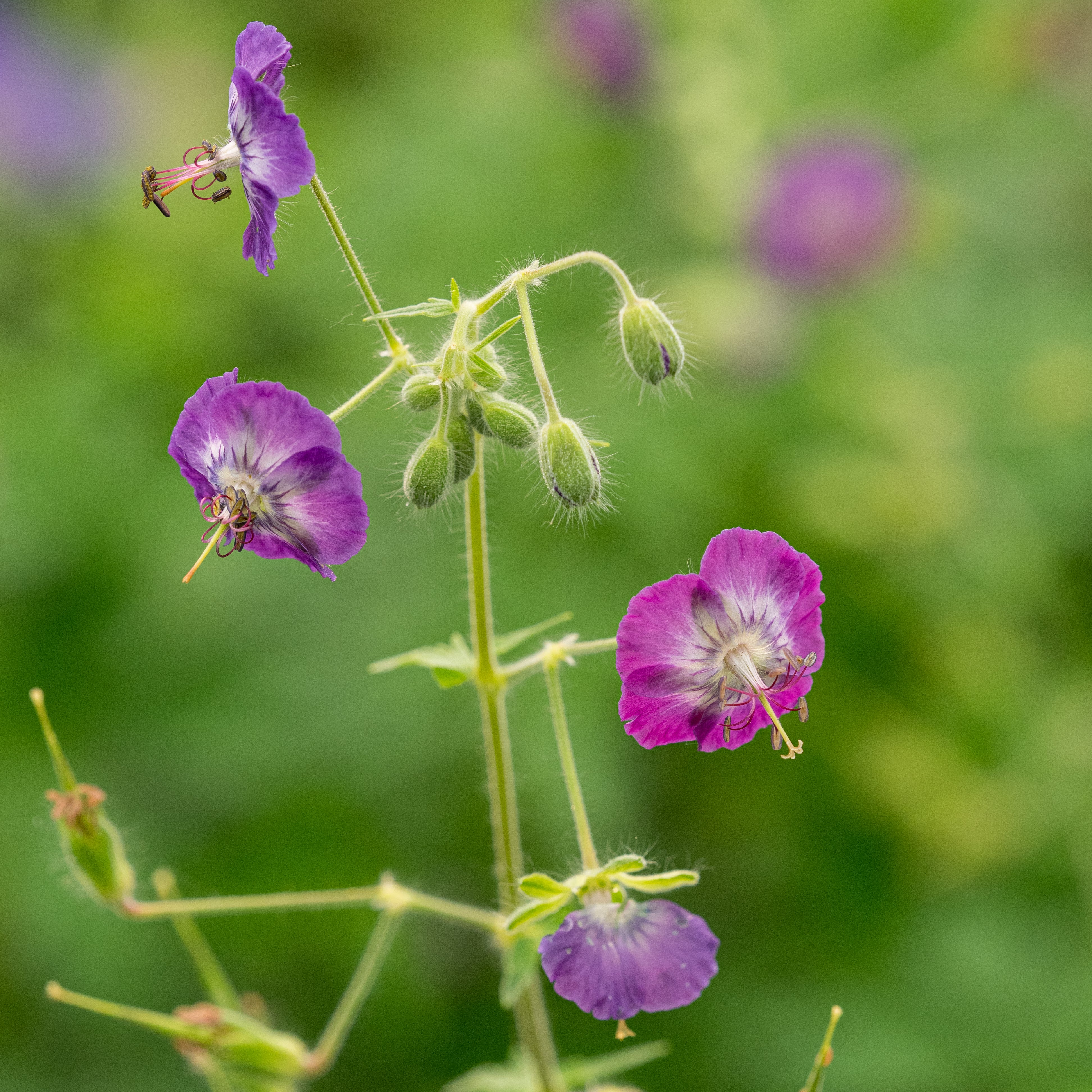 Geranium phaeum Lilac Plant | Hardy’s Plants