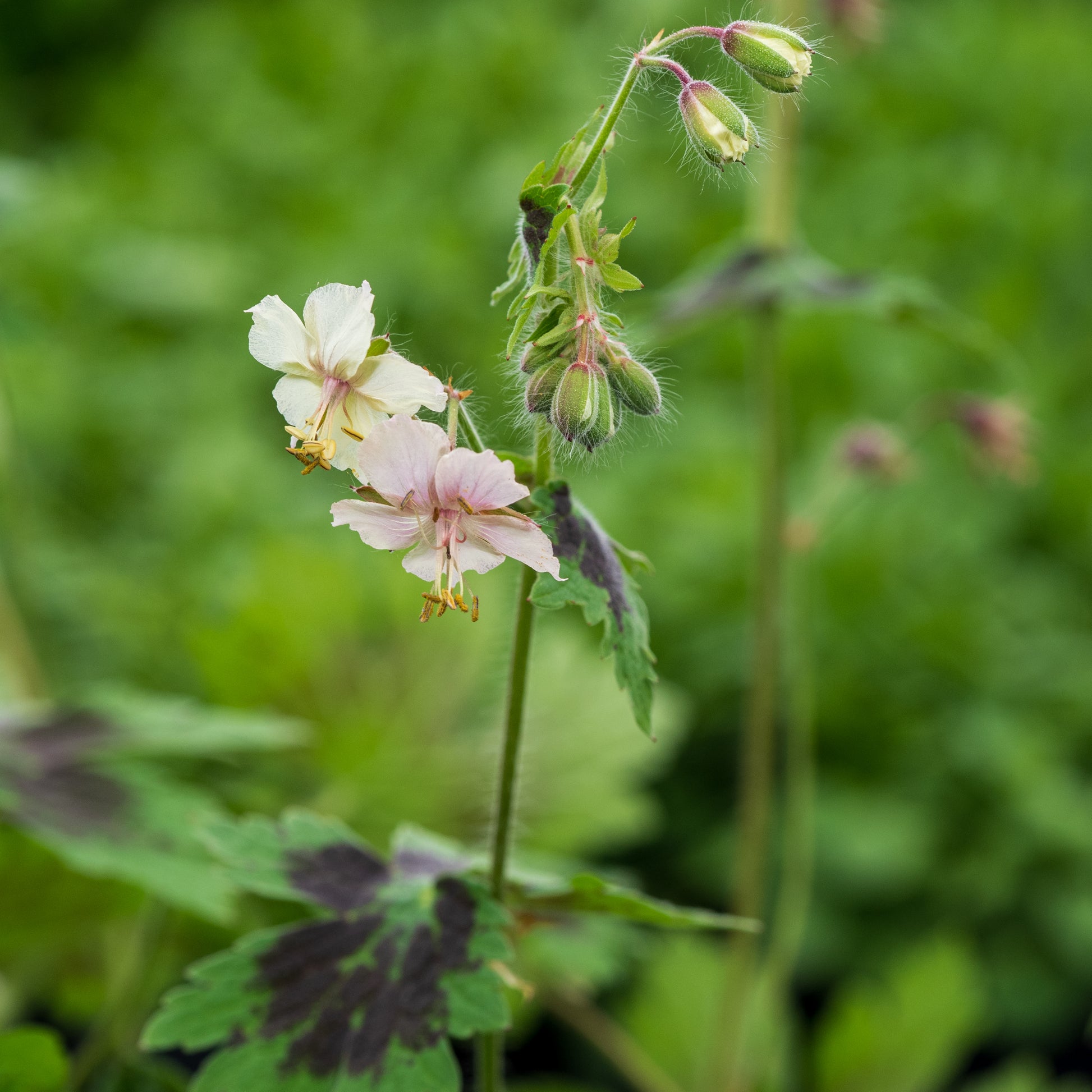 Geranium phaeum 'Misty Samobor' - Hardy's Cottage Garden Plants