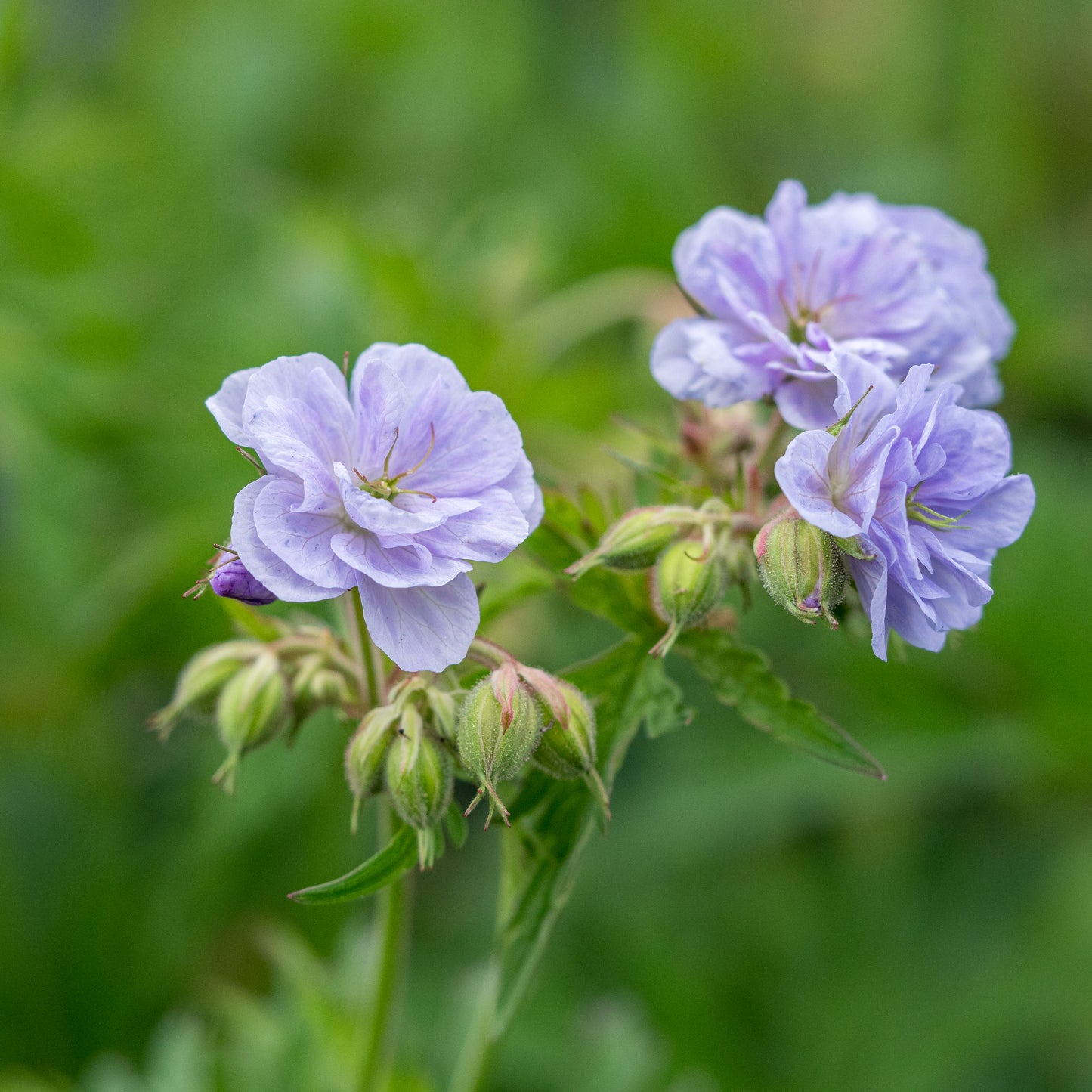 Geranium pratense 'Cloud Nine'PBR