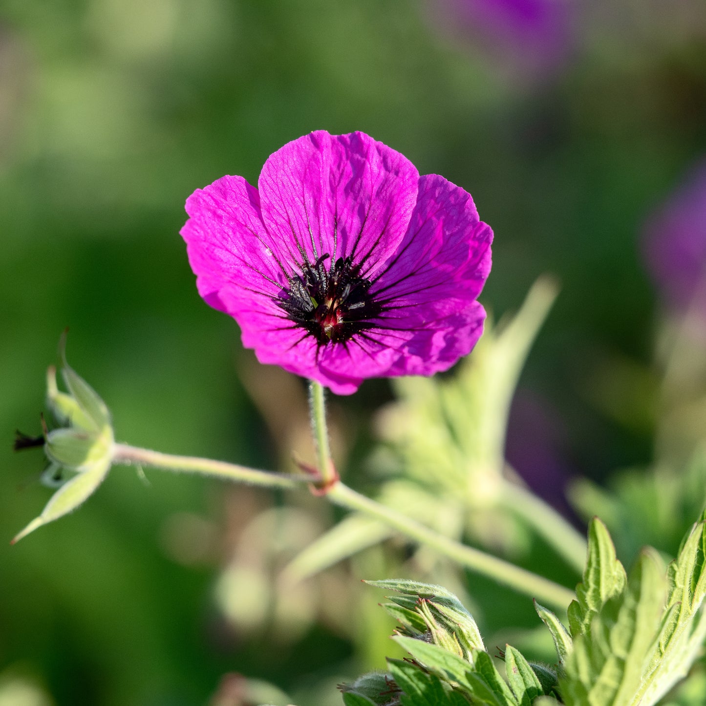 Geranium psilostemon