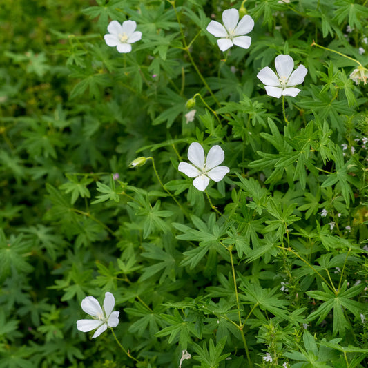 Geranium sanguineum Album white saucer-shaped flowers above deeply lobed dark green foliage