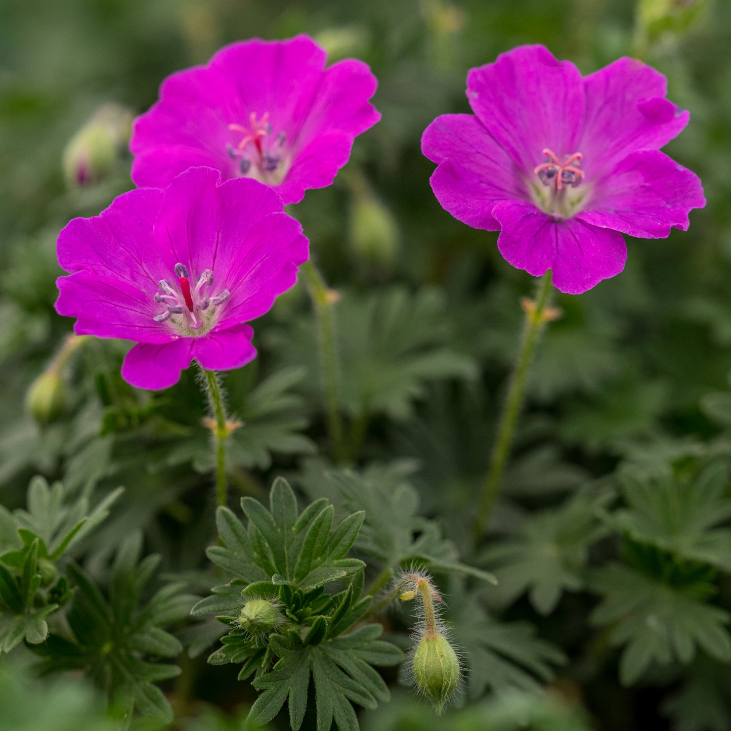 Geranium sanguineum 'Max Frei' - Hardy's Cottage Garden Plants