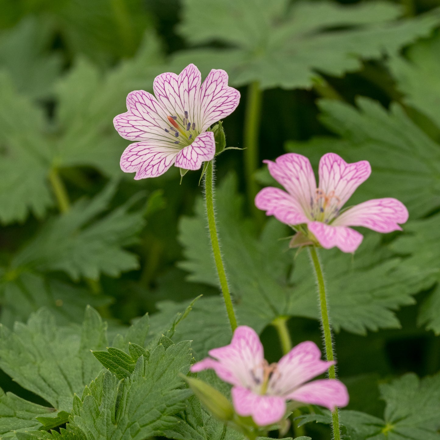 Geranium × oxonianum 'Lace Time'