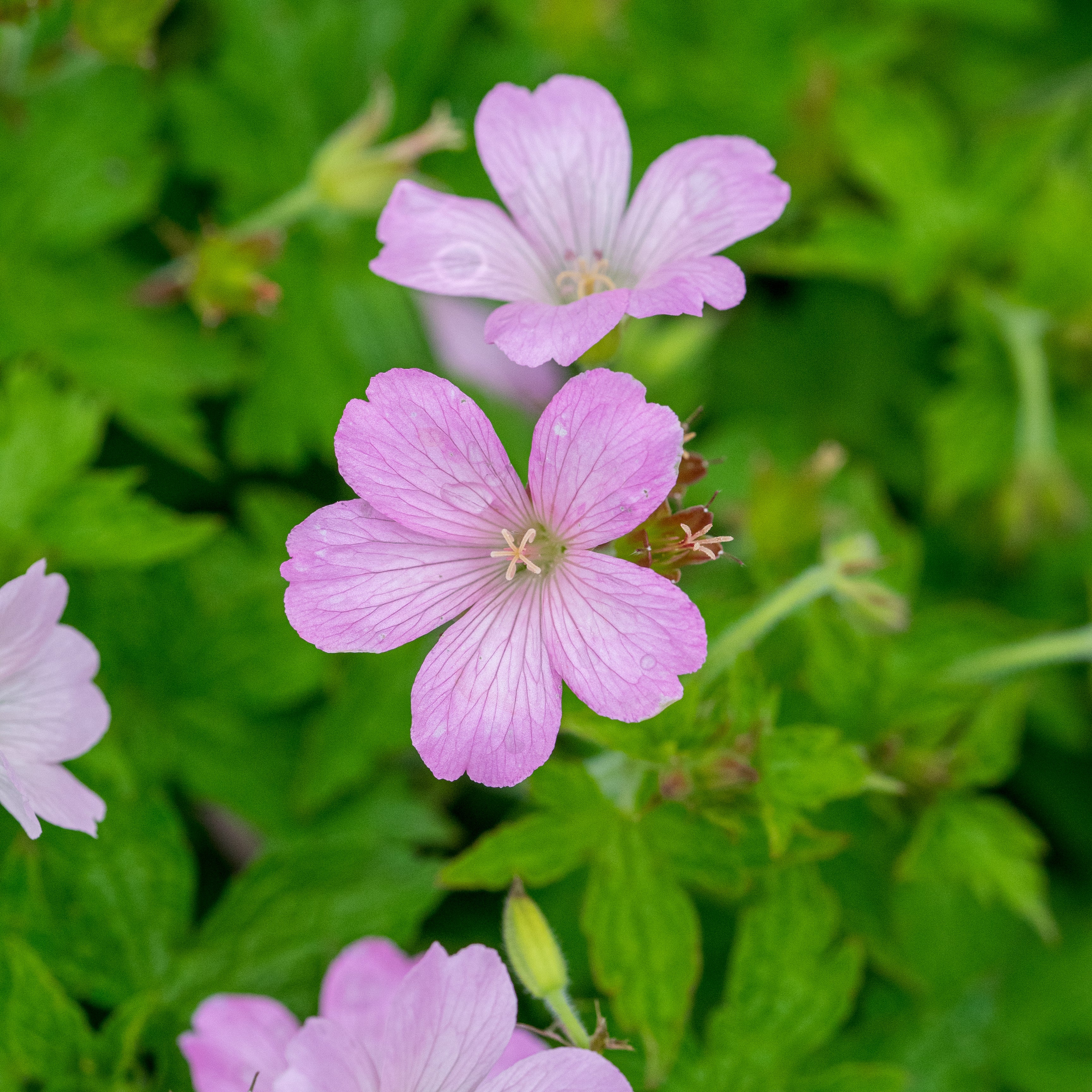 Geranium x oxonianum 'Rebecca Moss'