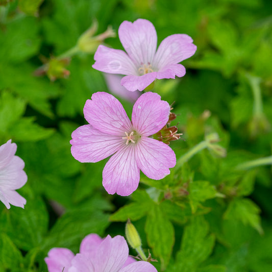 Geranium x oxonianum 'Rebecca Moss'