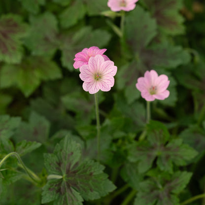 Geranium × oxonianum 'Walter's Gift' - Hardy's Cottage Garden Plants