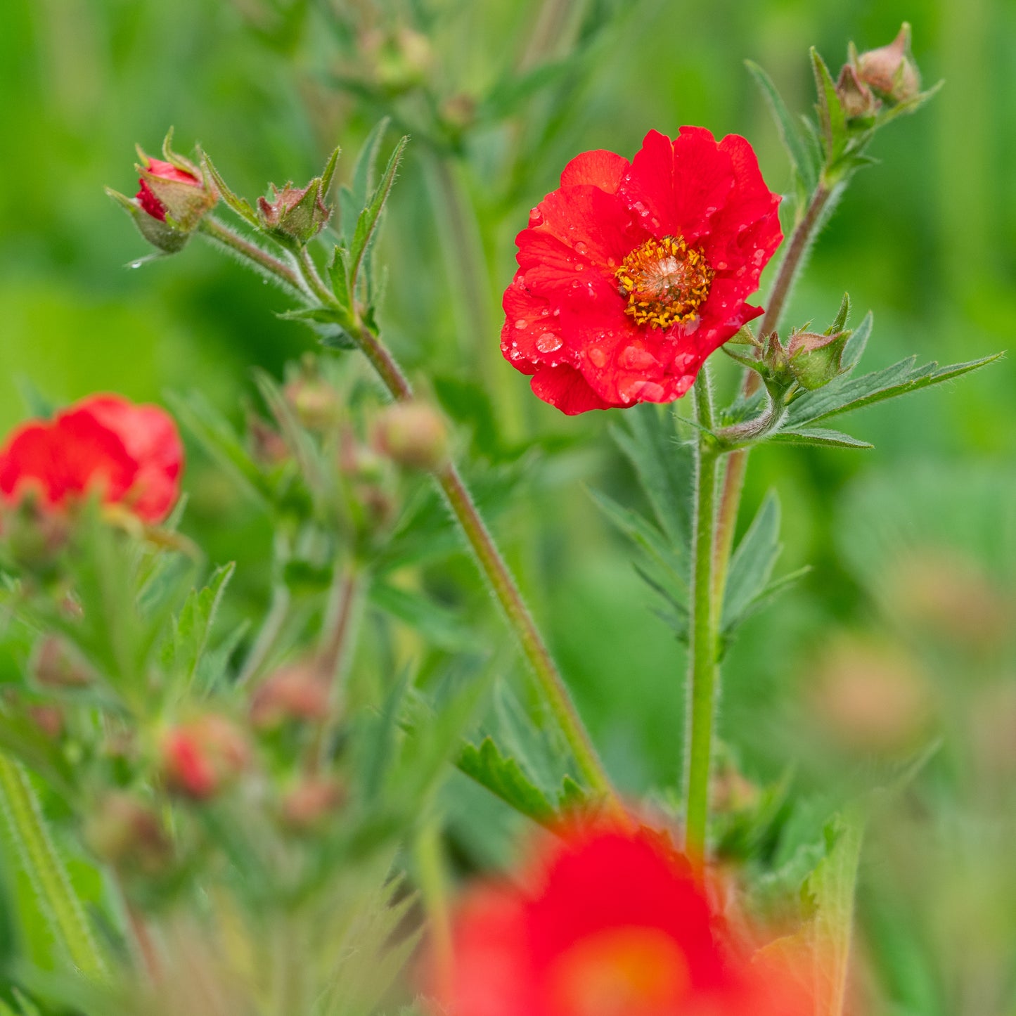 Geum Fiery Tempest ('Macgeu005') (Tempest Series)- - Hardy's Cottage Garden Plants