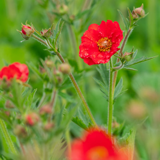 Geum Fiery Tempest ('Macgeu005') (Tempest Series) 