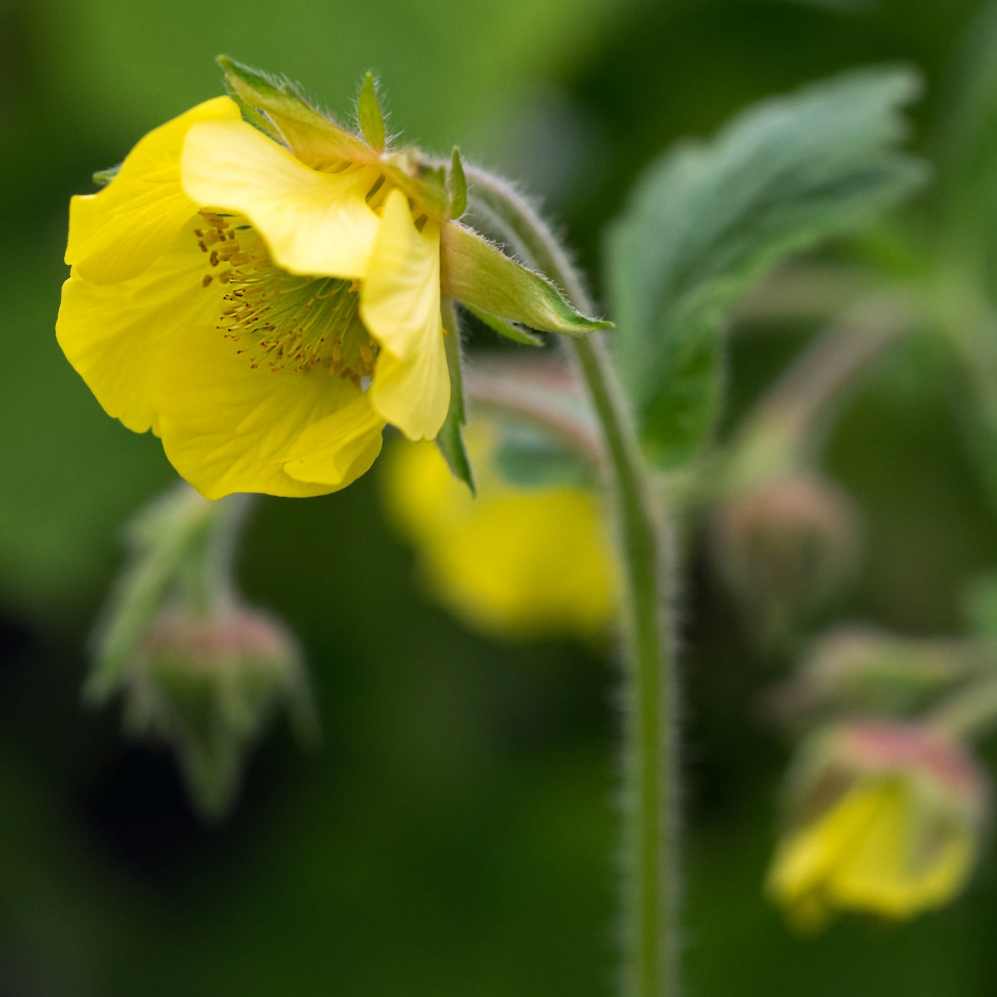 Geum 'Lisanne'