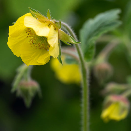 Geum 'Lisanne'